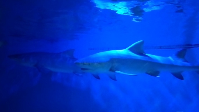 海底水族馆鲨鱼
