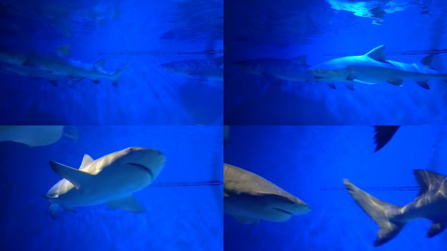 海底水族馆鲨鱼