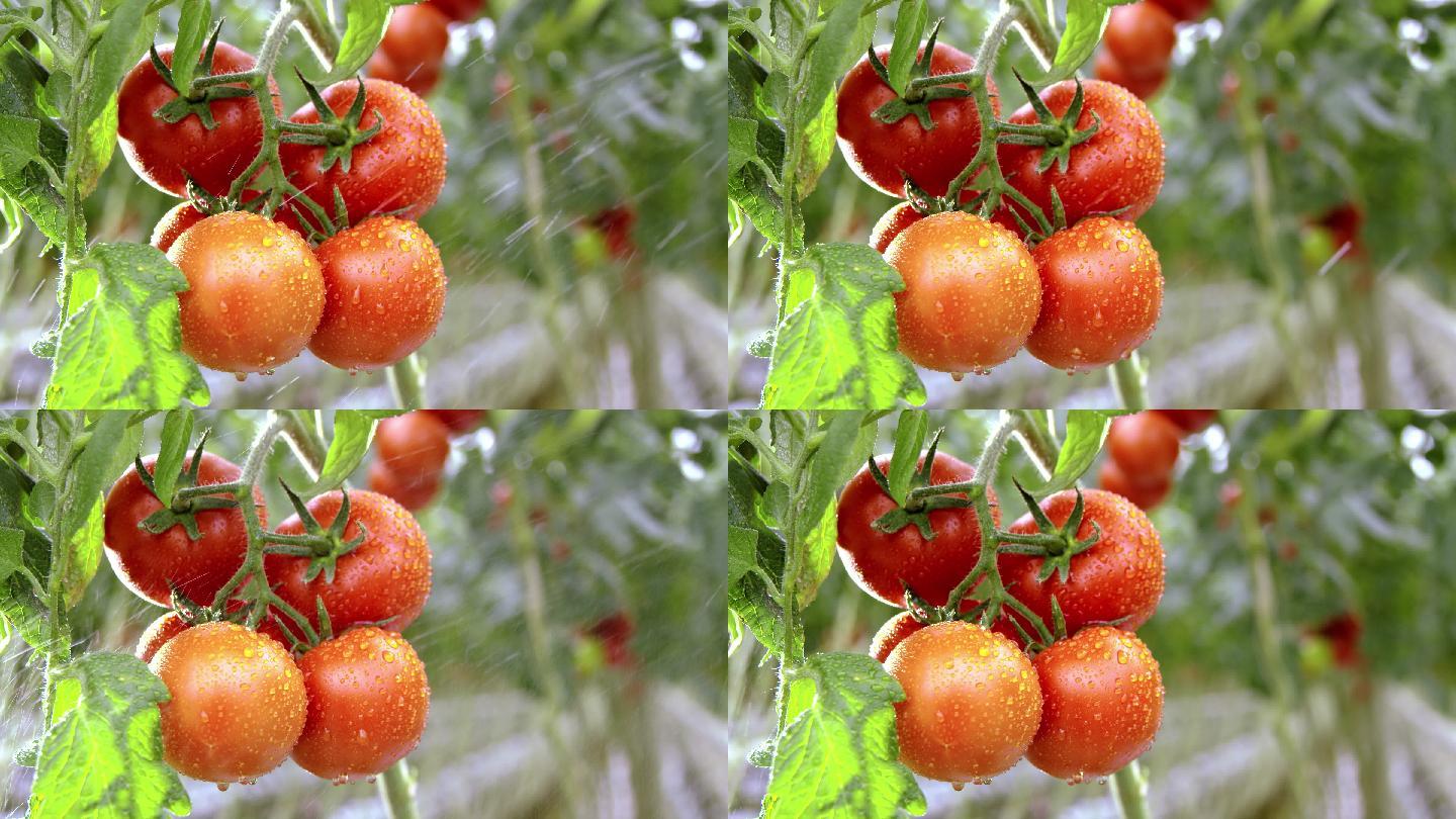 灌溉番茄有机农场红色蔬菜