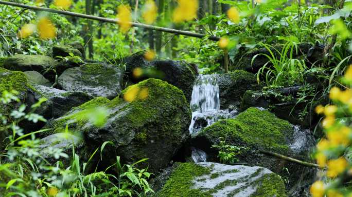 4k原始森林植物溪水视频素材