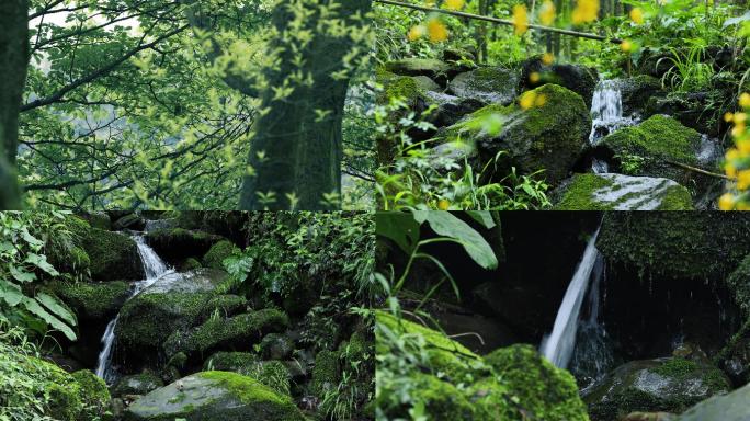 4k原始森林植物溪水视频素材