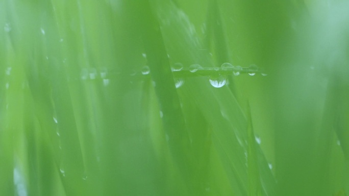 下雨天草丛小草水滴，唯美大自然视频素材