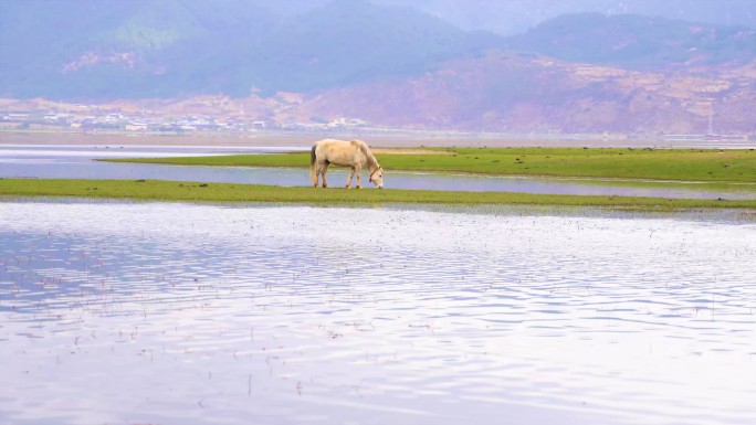 香格里拉纳帕海