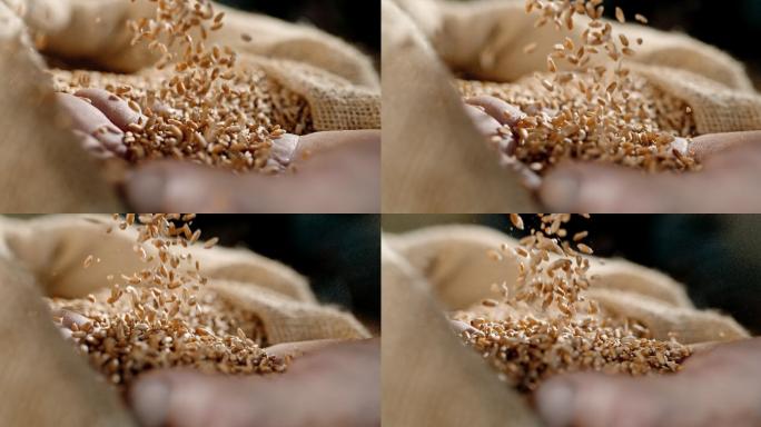 麦粒落在一只手上