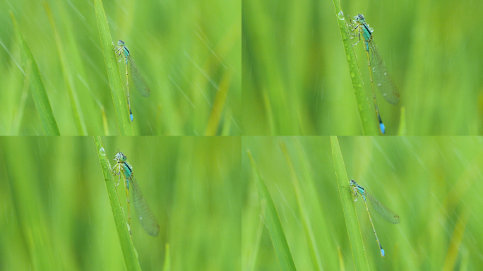 下雨天野外蜻蜓在草丛高清微距视频素材