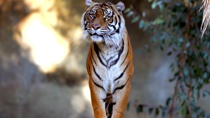 老虎跳跃保护动物野生动物园濒危物种国家公