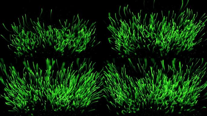 粒子生长全息草丛-4