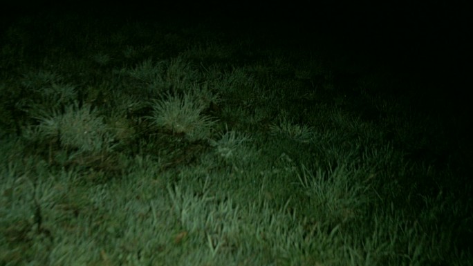 夜晚的草地