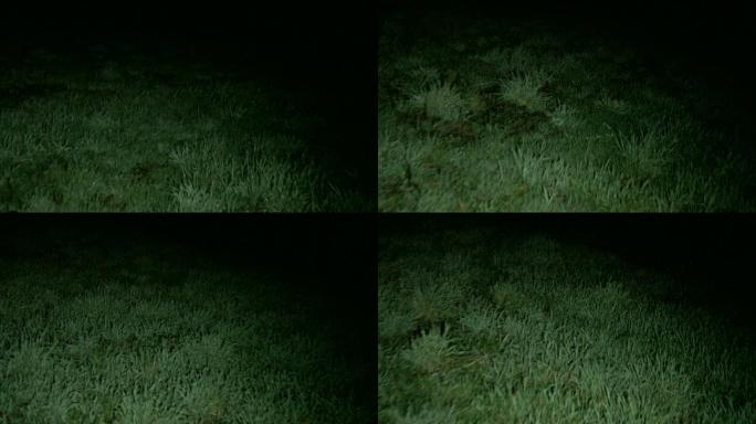 夜晚的草地