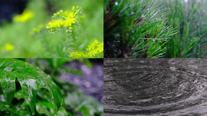 雨中植物特写升格