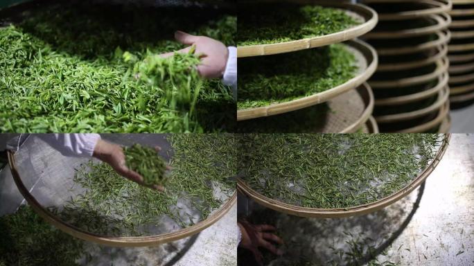黄山毛峰高山茶茶叶鲜叶摊青绿茶茶厂