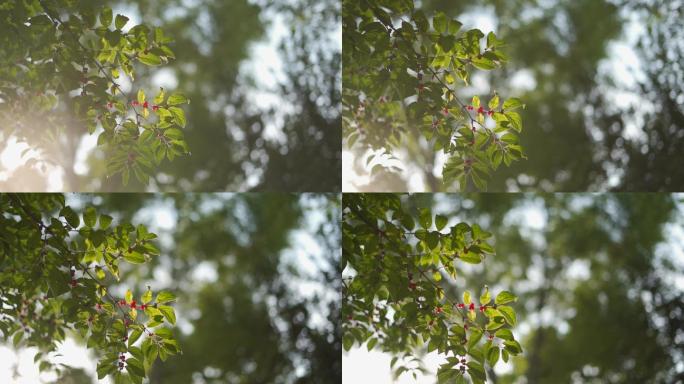 清晨公园树叶阳光花卉