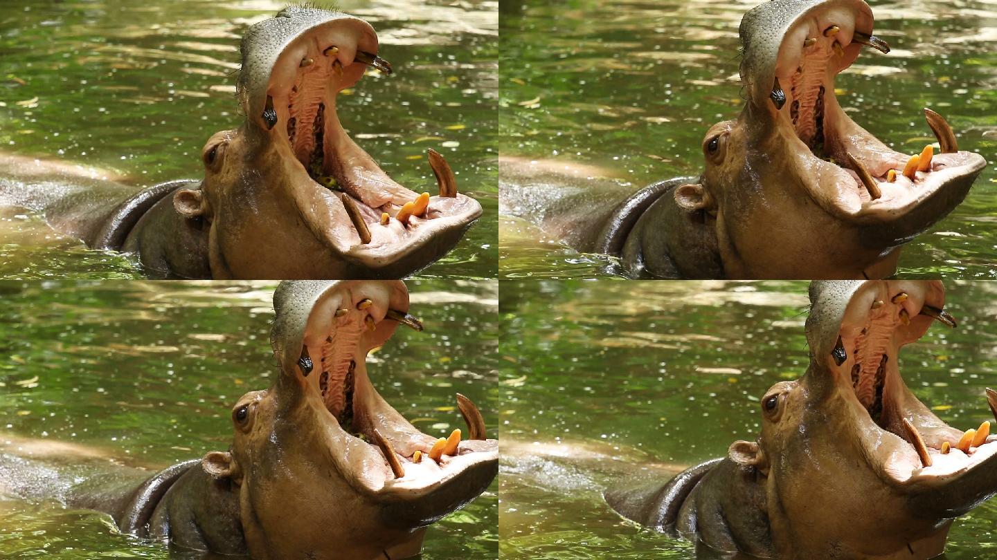 池塘里的河马动物园吃饭张嘴物种种类