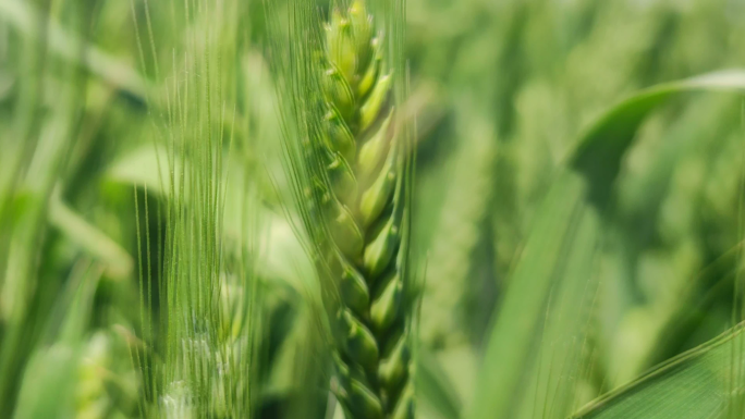 绿油油的麦子麦浪麦芽