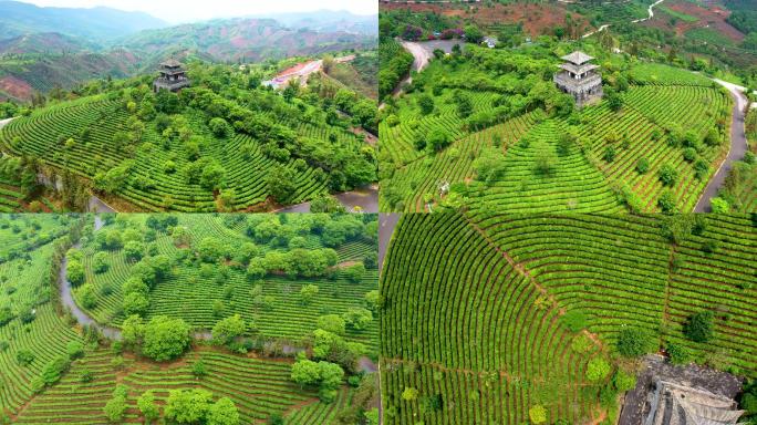 中国风云南普洱茶博园茶山春天航拍4K