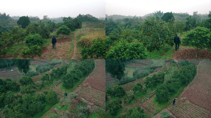 航拍老人下地查看橘子树