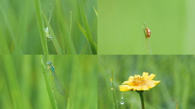 大自然雨中昆虫植物微距高清视频素材