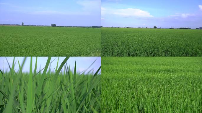 稻田水稻风景植物春天实拍4K高清