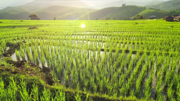 水稻梯田种植大米稻米秧苗插秧