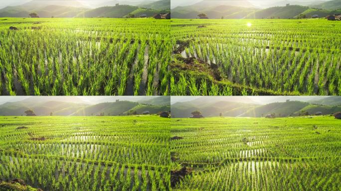 水稻梯田种植大米稻米秧苗插秧