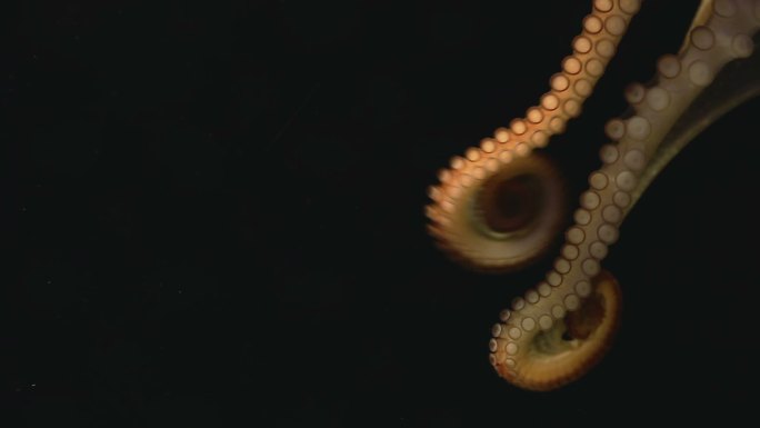 黑暗中的章鱼海鲜高速镜头合集自助餐帝王蟹