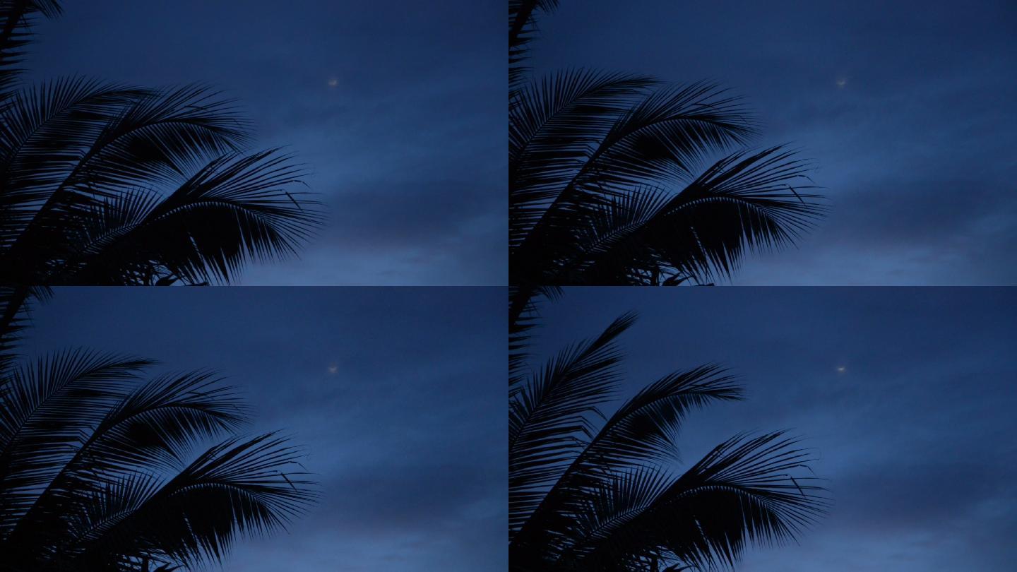 晚上海边的椰子树