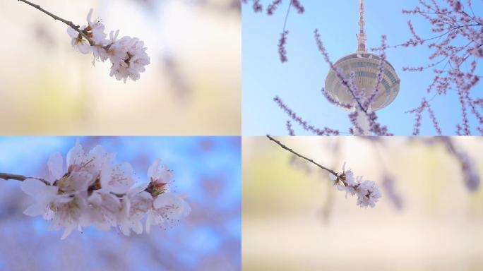蓝天下春天的桃花与沈阳彩电塔
