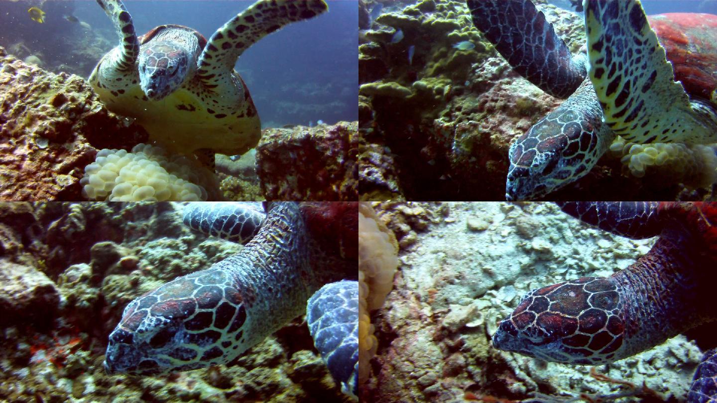 一只海龟吃珊瑚大海乌龟潜水