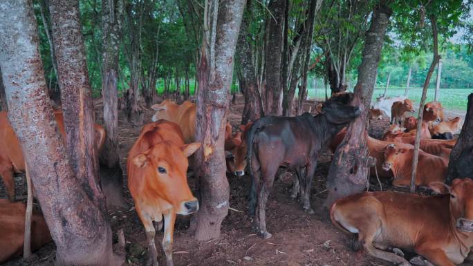 肉牛养殖黄牛活牛牧场