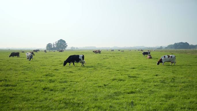 草地上的奶牛，奶牛牧场