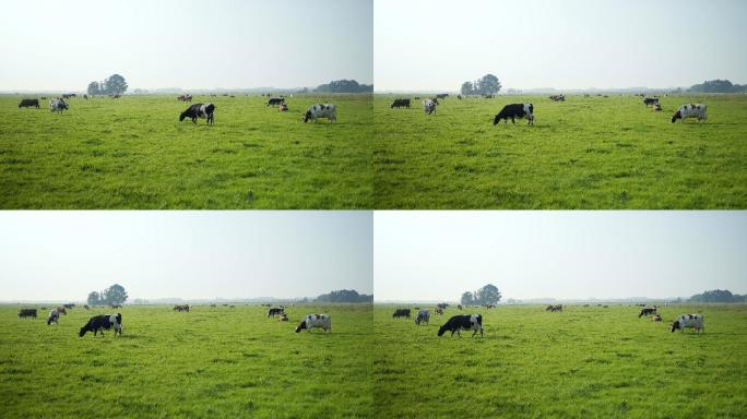 草地上的奶牛，奶牛牧场