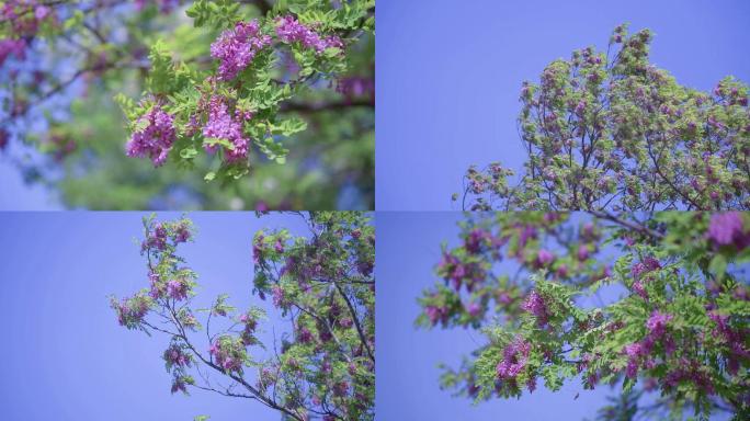 紫槐树唯美清新
