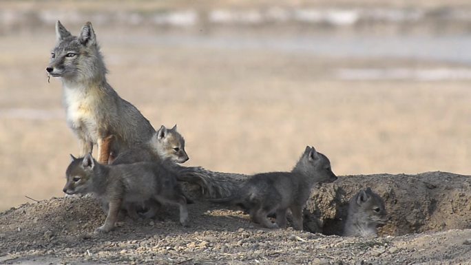 野生沙狐哺育幼崽高清视频素材