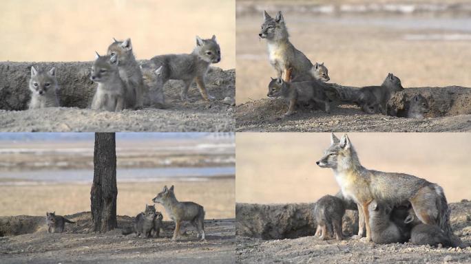 野生沙狐哺育幼崽高清视频素材