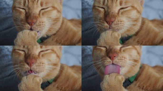 猫清洁爪子