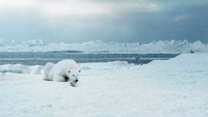 孤独的北极熊