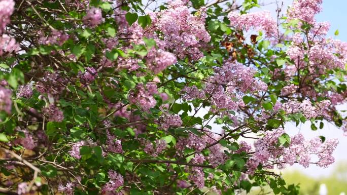 沈阳万泉公园丁香花素材