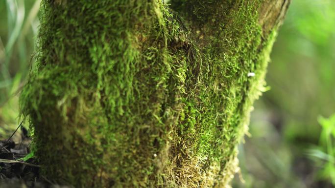 【4k】苔藓原始森林地衣潮湿环境