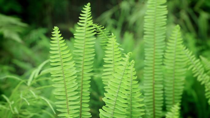 【4k】肾蕨蕨类植物中药材观赏蕨类