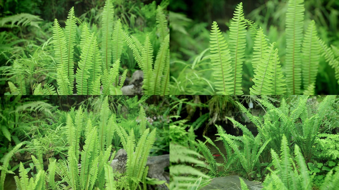 【4k】肾蕨蕨类植物中药材观赏蕨类