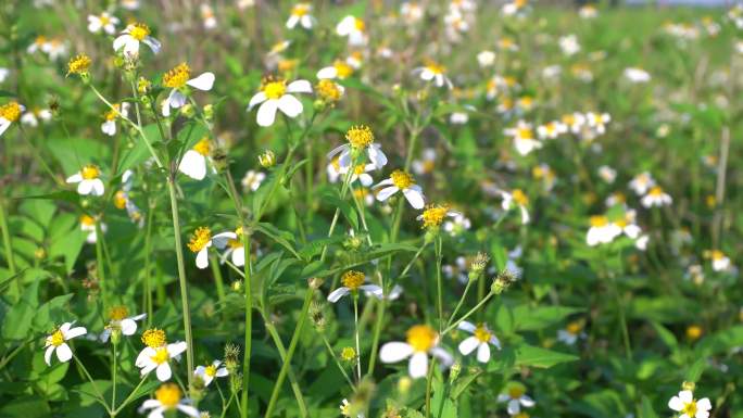 鲜花野花菊花春天实拍4K实拍