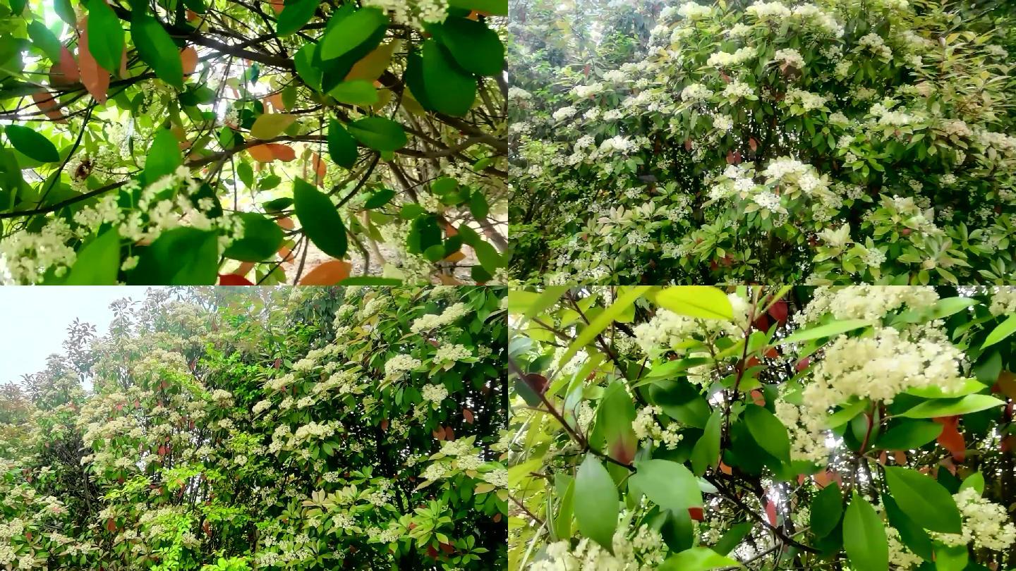 石楠石楠花开视频素材