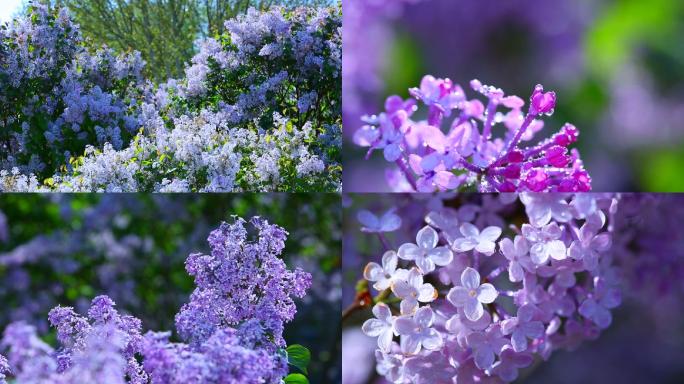 丁香花开