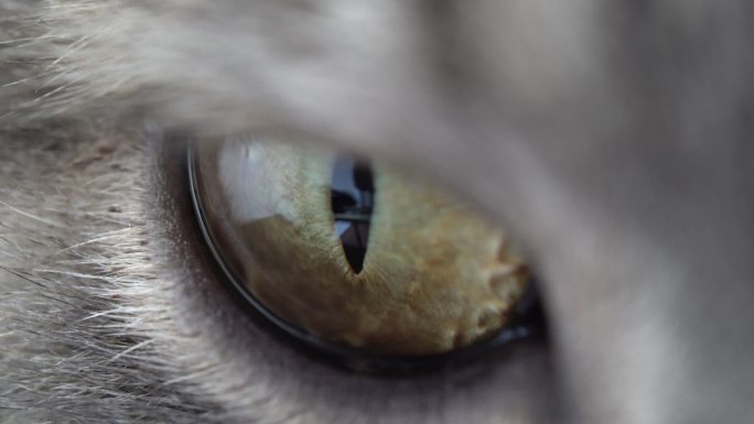 猫的眼睛特写微距瞳孔收缩