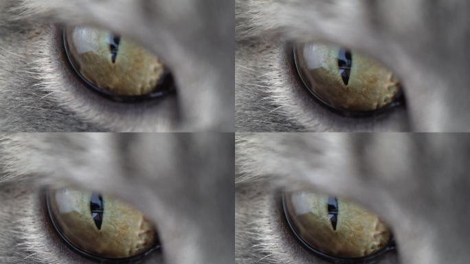 猫的眼睛特写微距瞳孔收缩