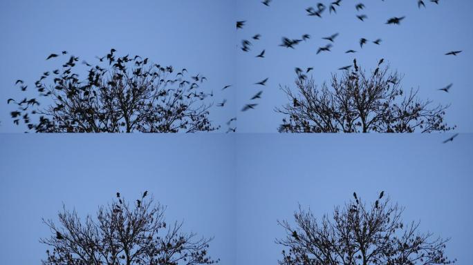 飞走的鸟枝头小鸟树枝上的鸟群飞散小鸟栖息