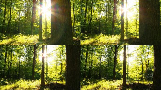 阳光直射绿色森林