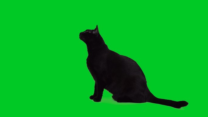 黑猫抠像绿屏绿幕猫咪猫