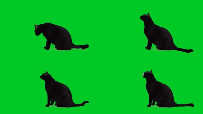 黑猫抠像绿屏绿幕猫咪猫