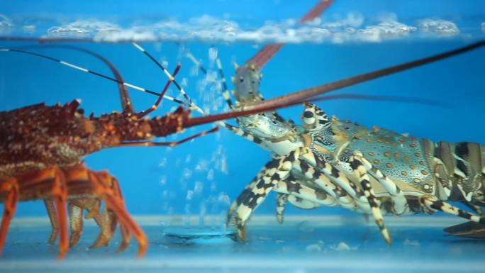 海鲜水产超市龙虾澳洲龙虾螃蟹新鲜海产品冰